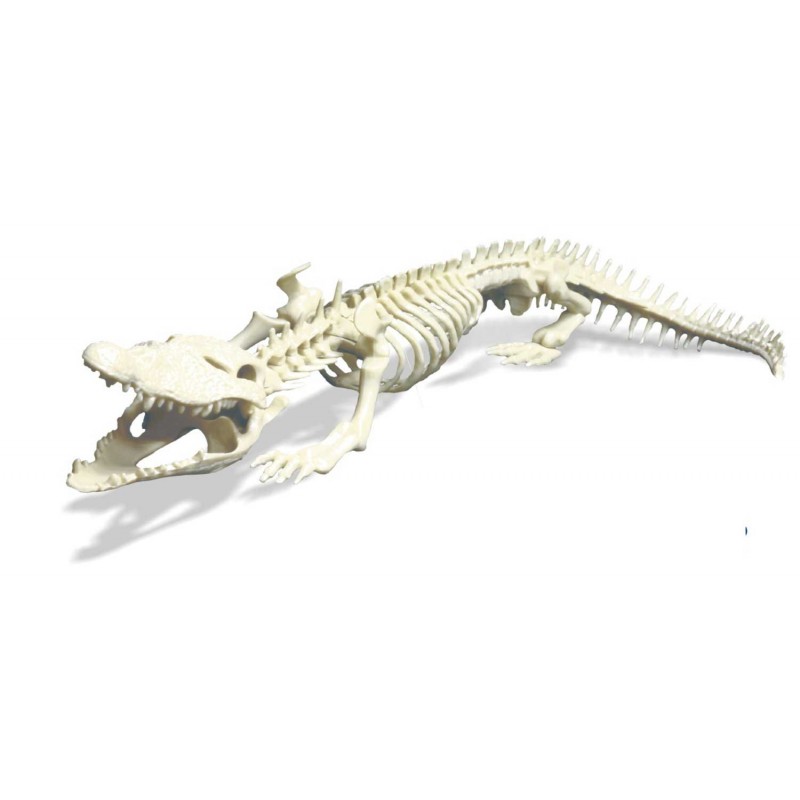 Skelet-crocodile