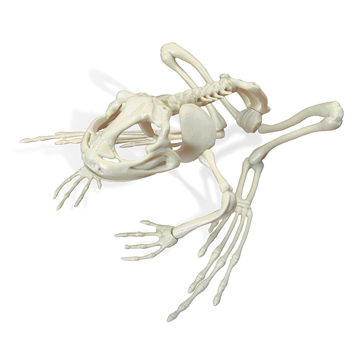 Skelet-grenouille